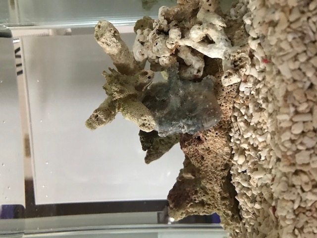 我が家のカエルアンコウ