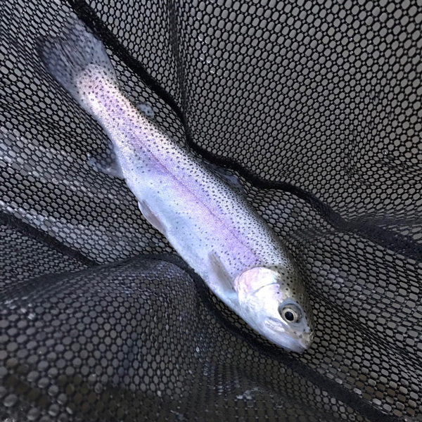 ROB LURE アラベスクをボトムズル引き