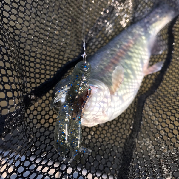 ROB LURE アラベスクをボトムズル引き