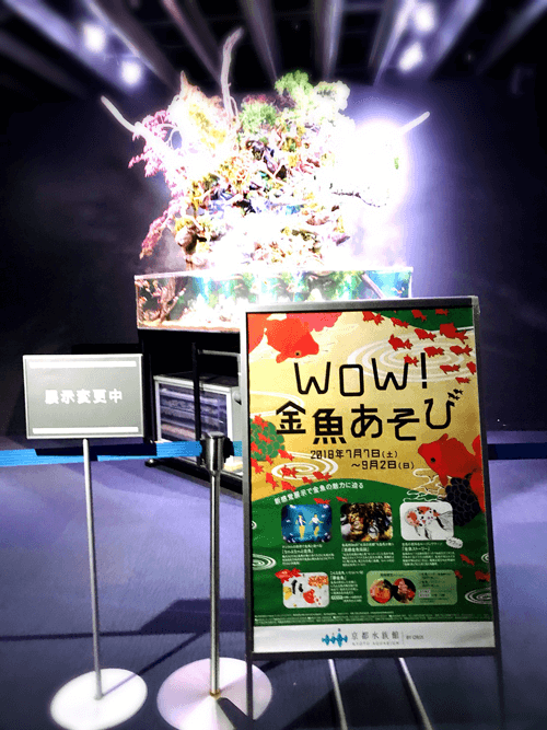 WoW金魚あそび in 京都水族館 和風テラリウム