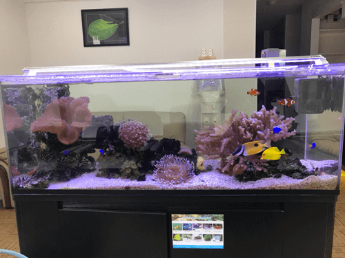 Smart 医療法人 仁愛会歯科学 芸大学クリニック様 事例 Smart Works 東京のレンタル水槽 アクアリウムの会社uws