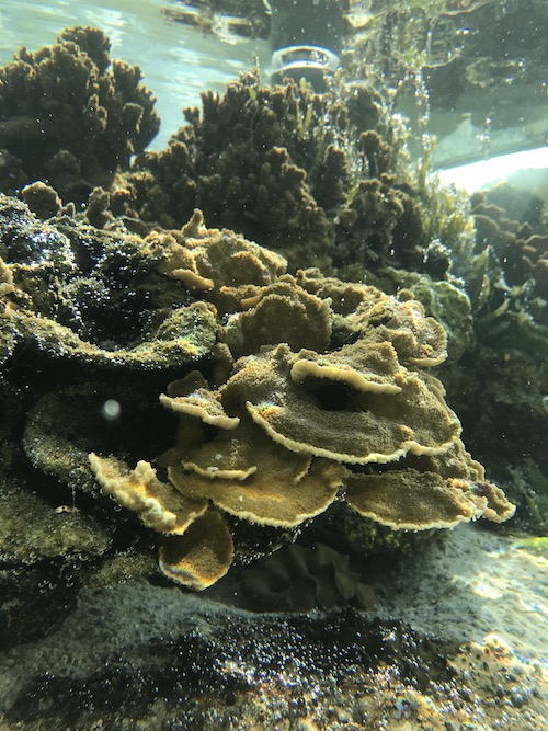 陸上のサンゴ礁　サンゴ畑　サンゴの写真